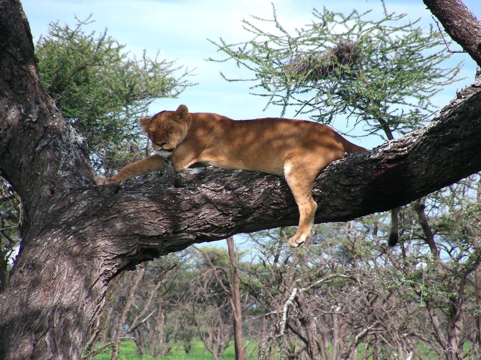 lioness resting in a tree