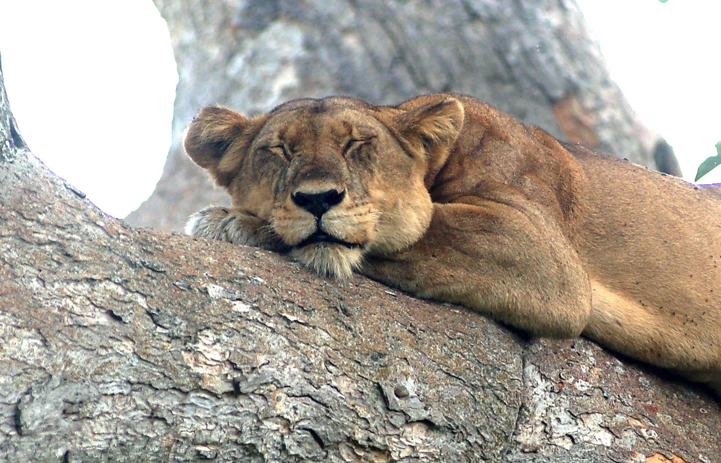 Lioness resting in a tree