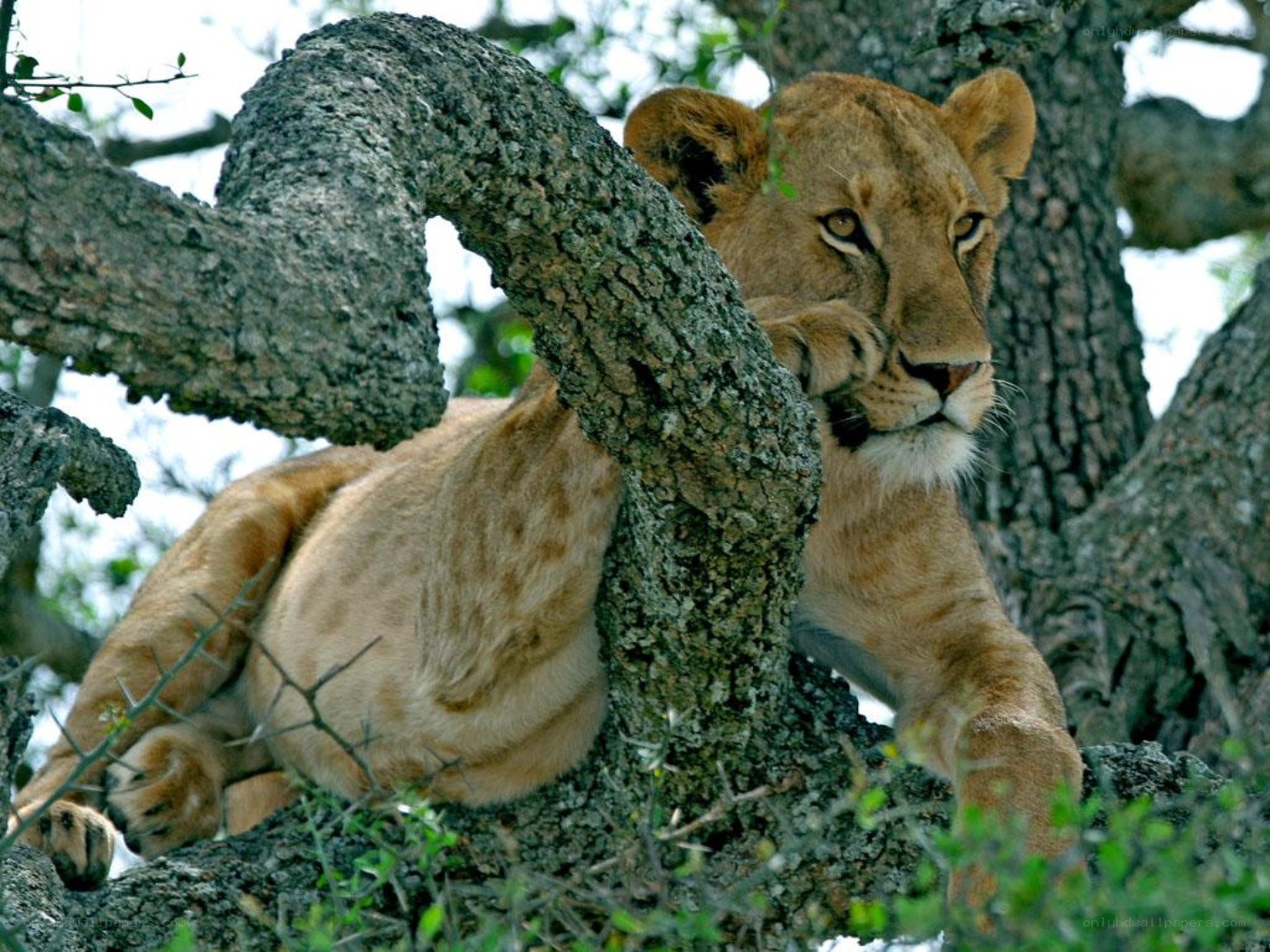 Lioness resting in a tree