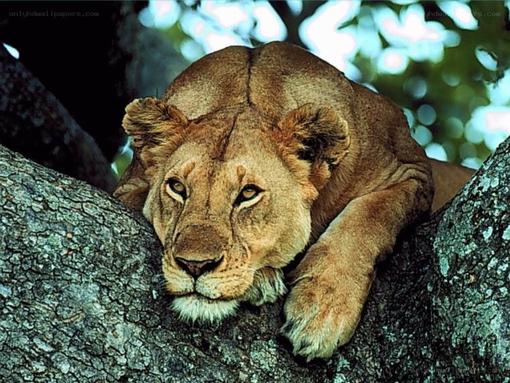 lioness resting in a tree