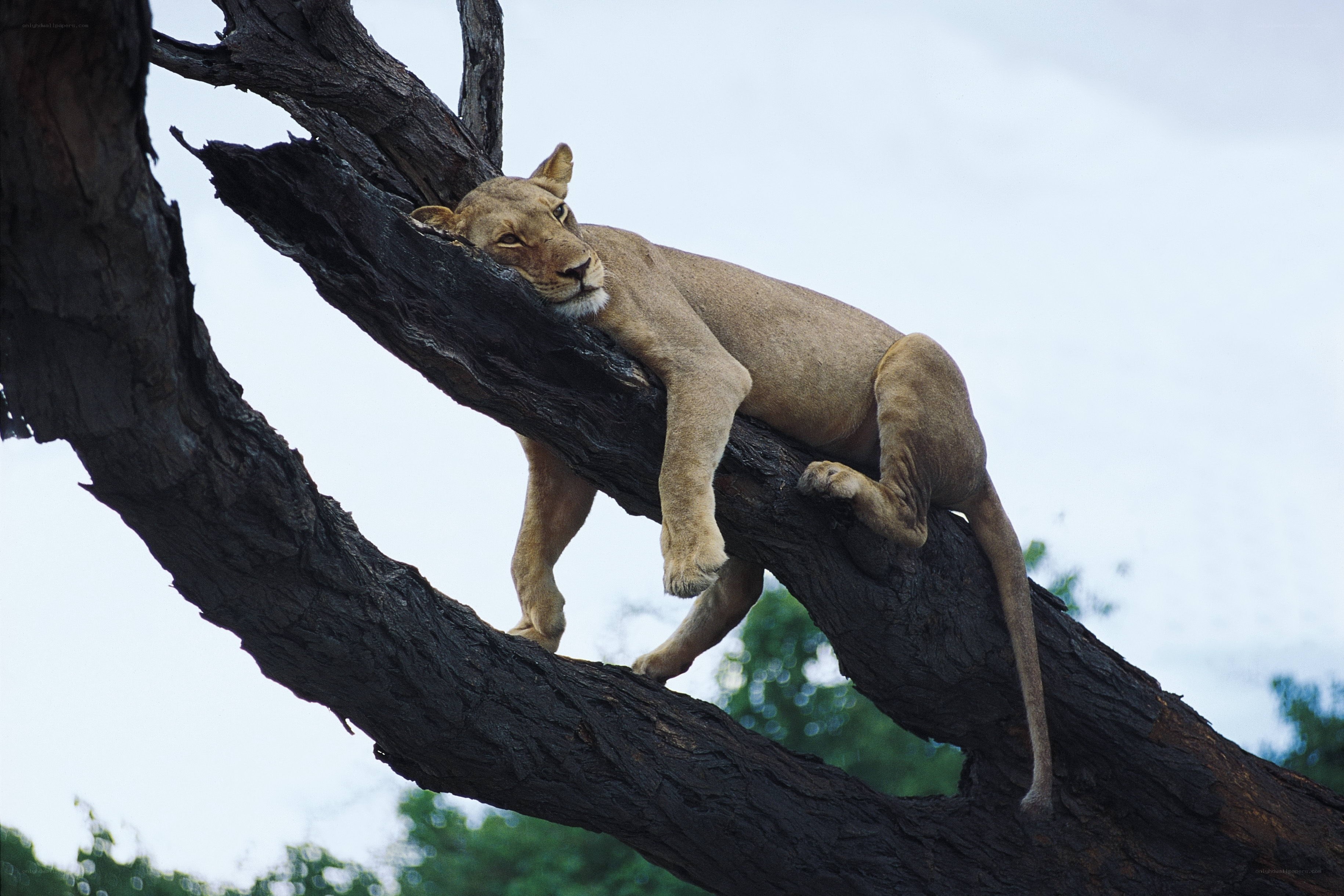 Lioness resting in a tree