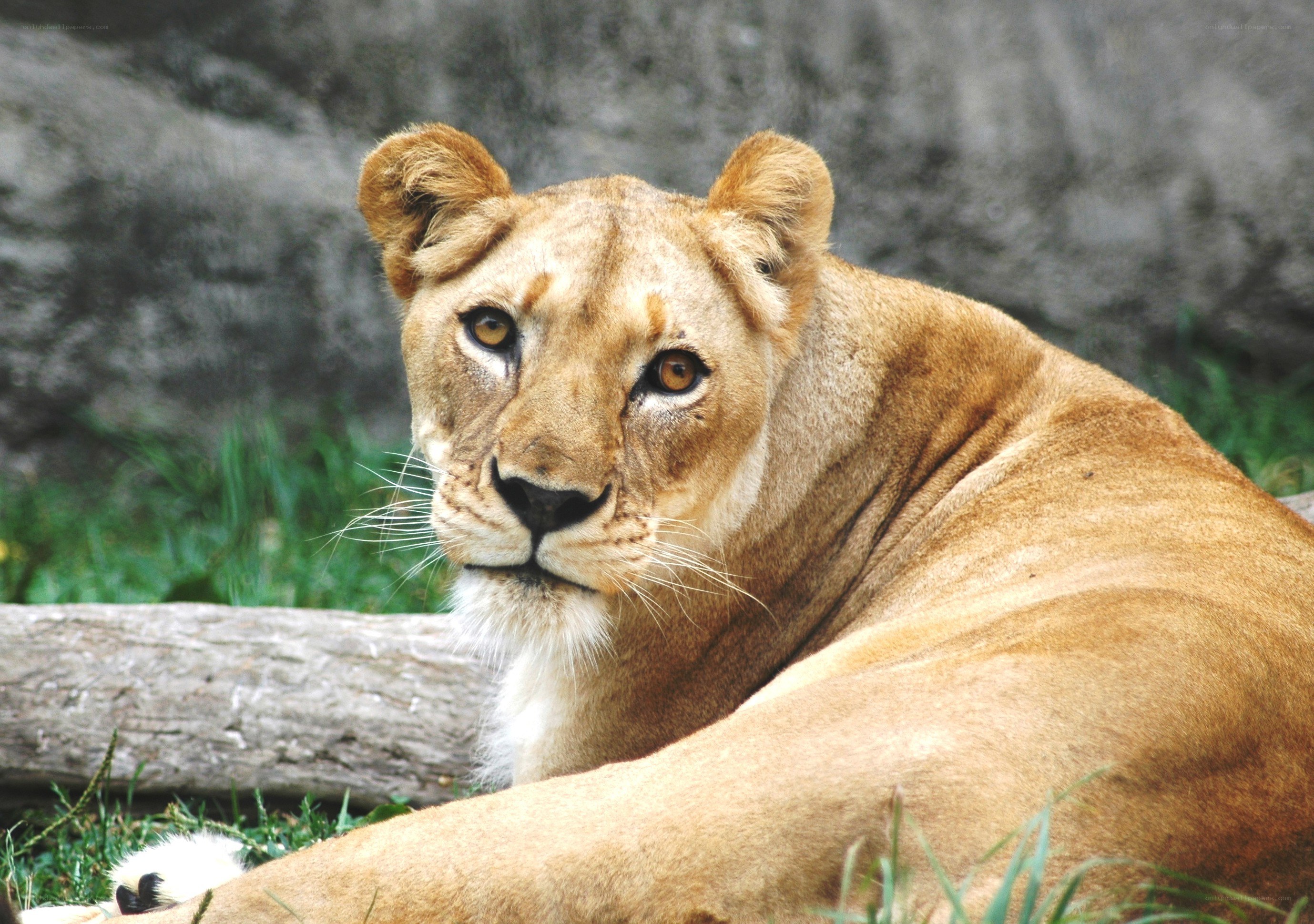 Lioness resting in enclosure