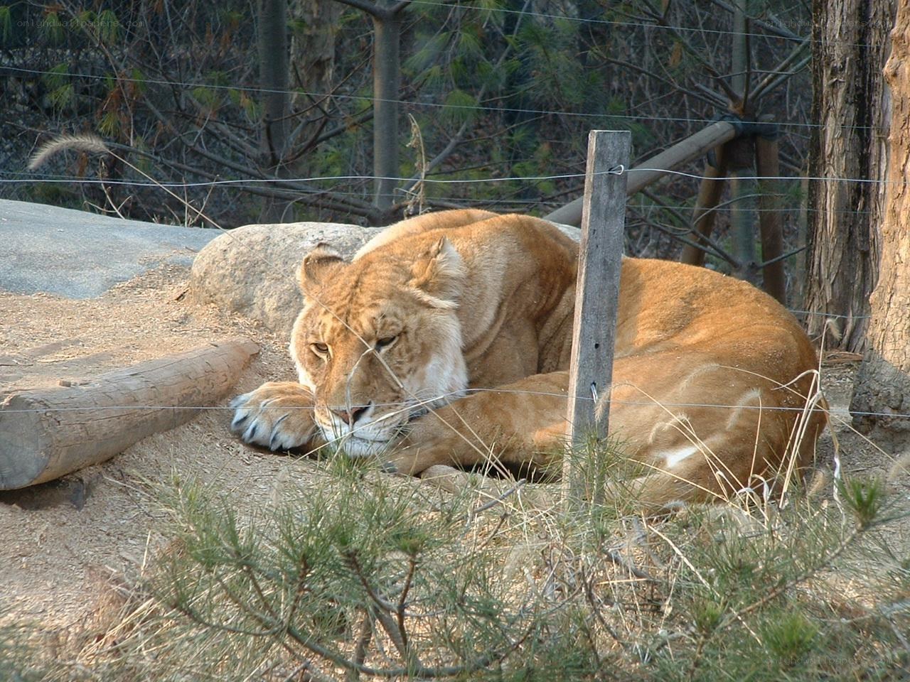 Lioness resting in enclosure