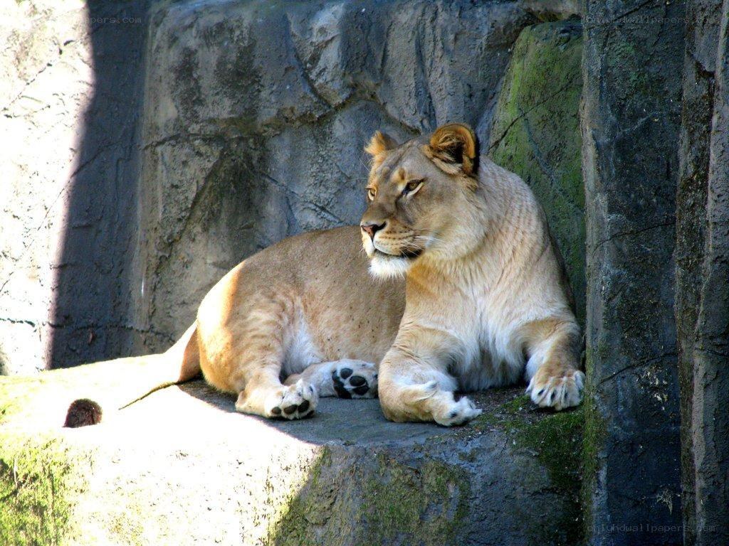 lioness resting in enclosure