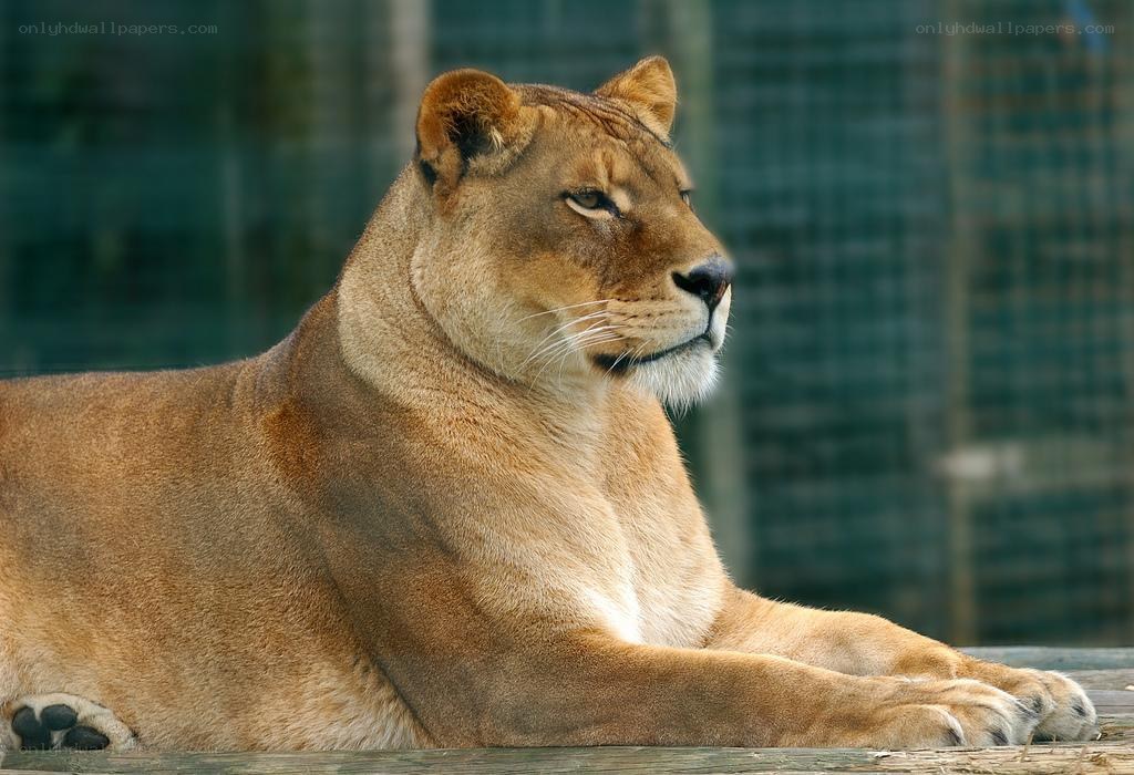 Lioness resting in enclosure