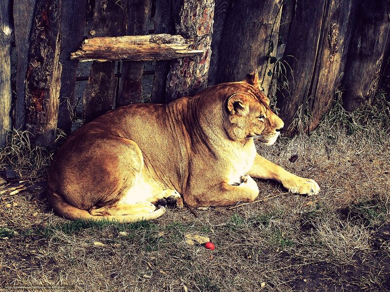 Lioness resting in enclosure