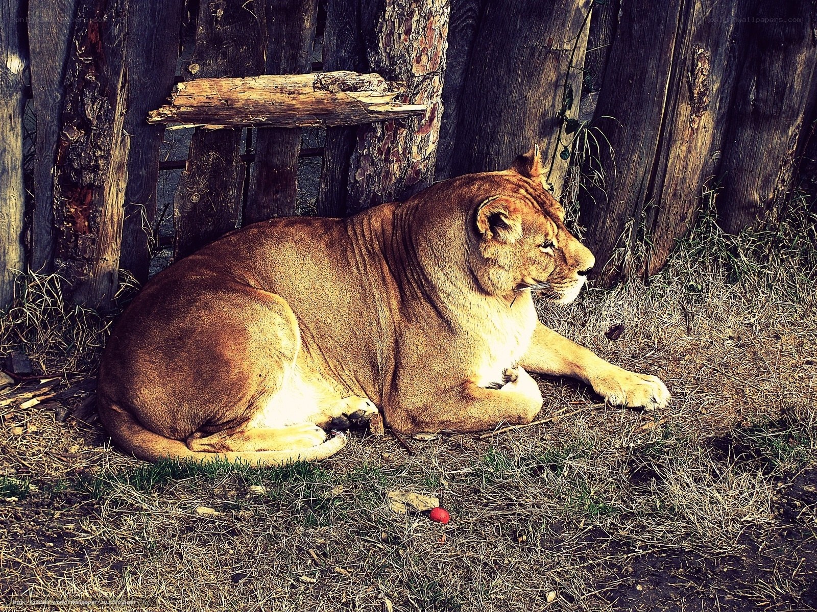 Lioness resting in enclosure