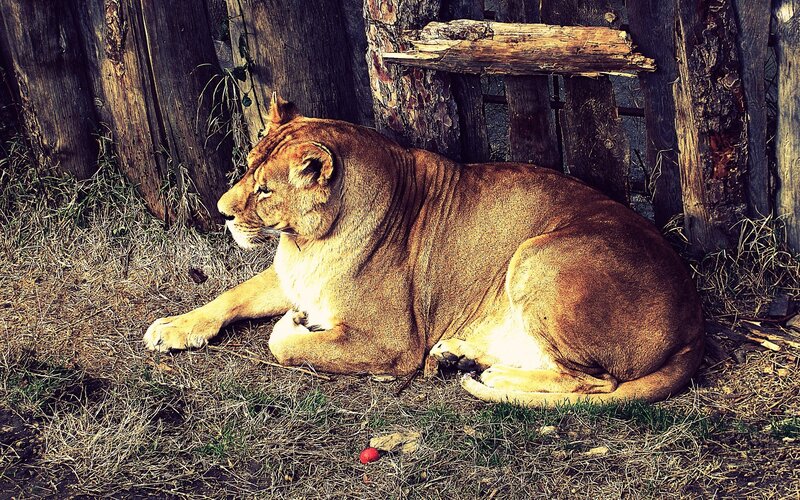 lioness resting in enclosure