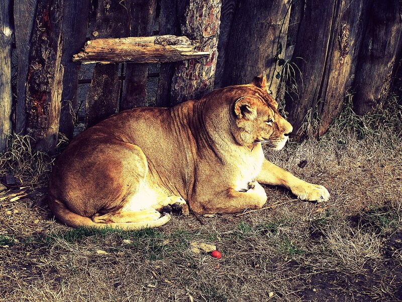 Lioness resting in enclosure
