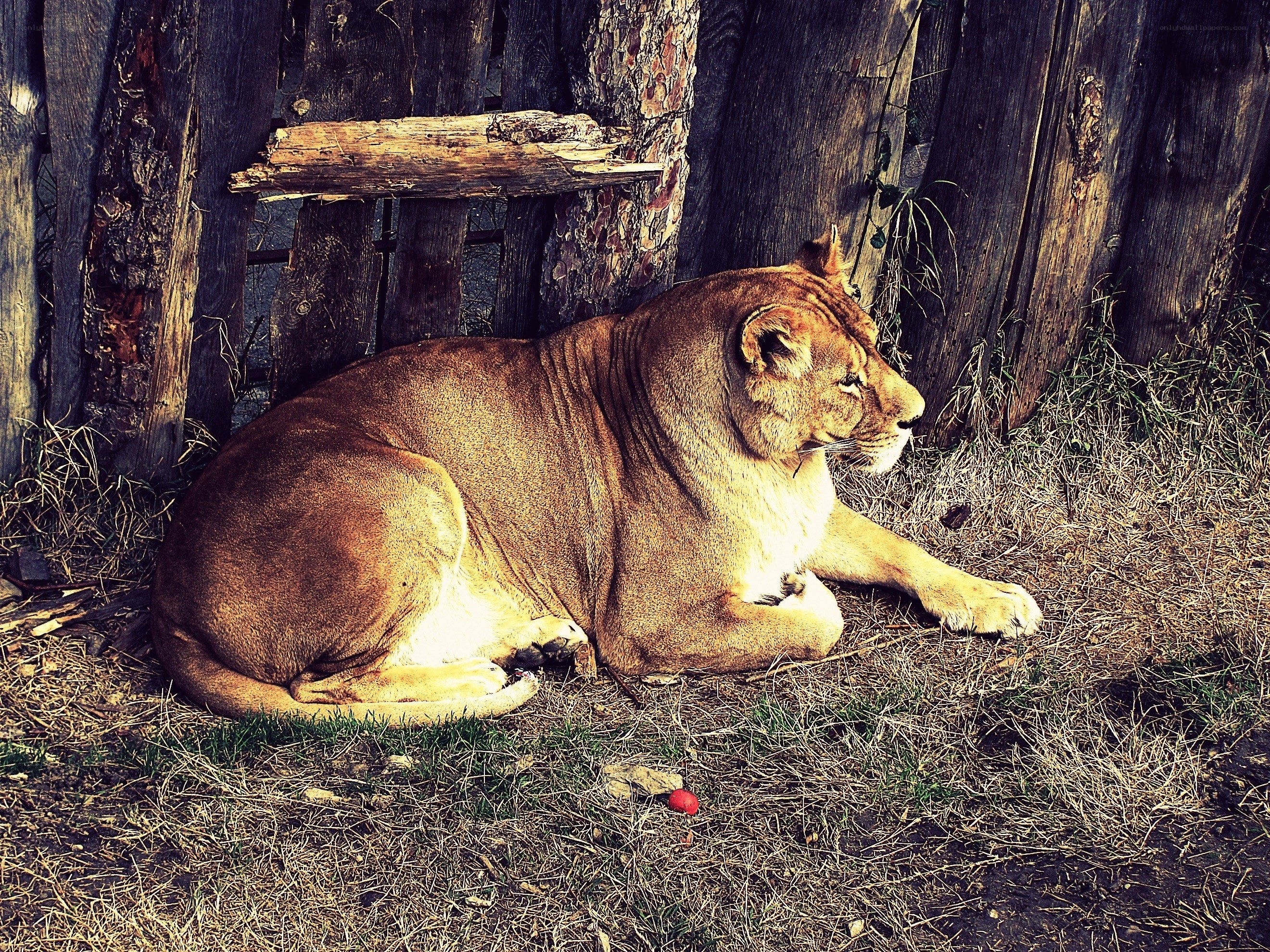 Lioness resting in enclosure