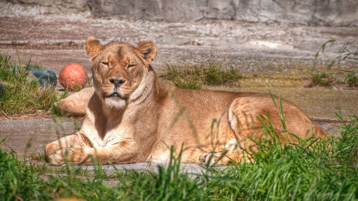 Lioness resting in enclosure