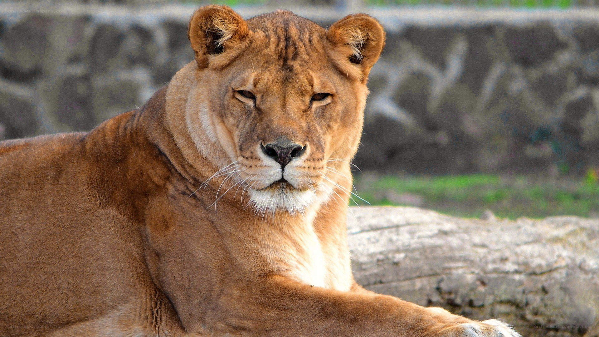 lioness resting in enclosure