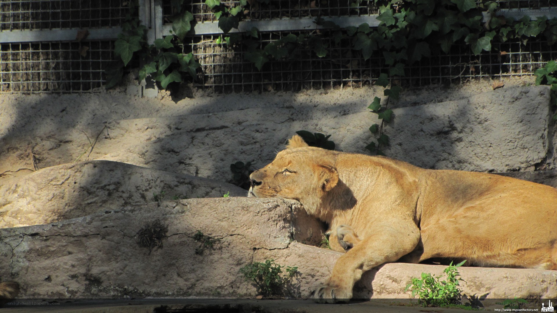 Lioness resting in enclosure