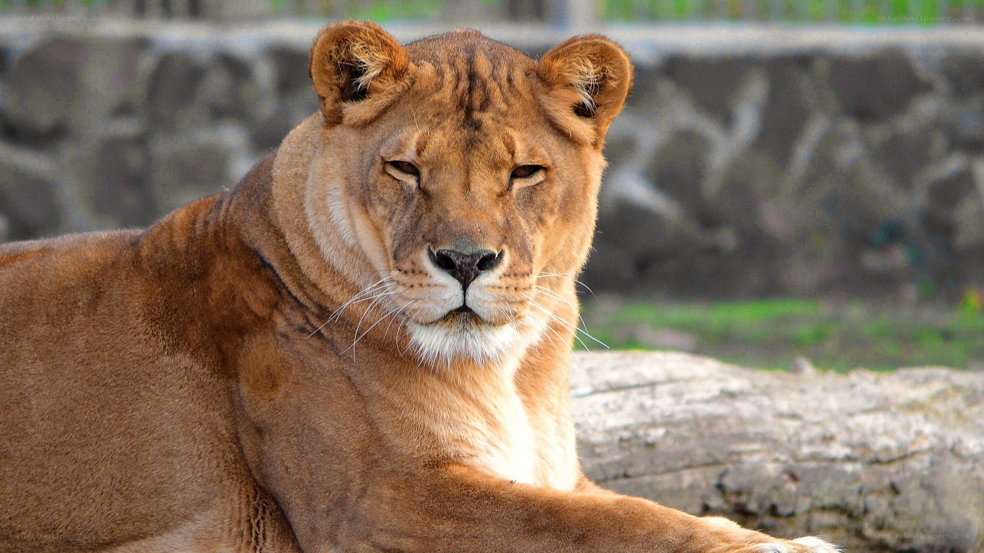 Lioness resting in enclosure