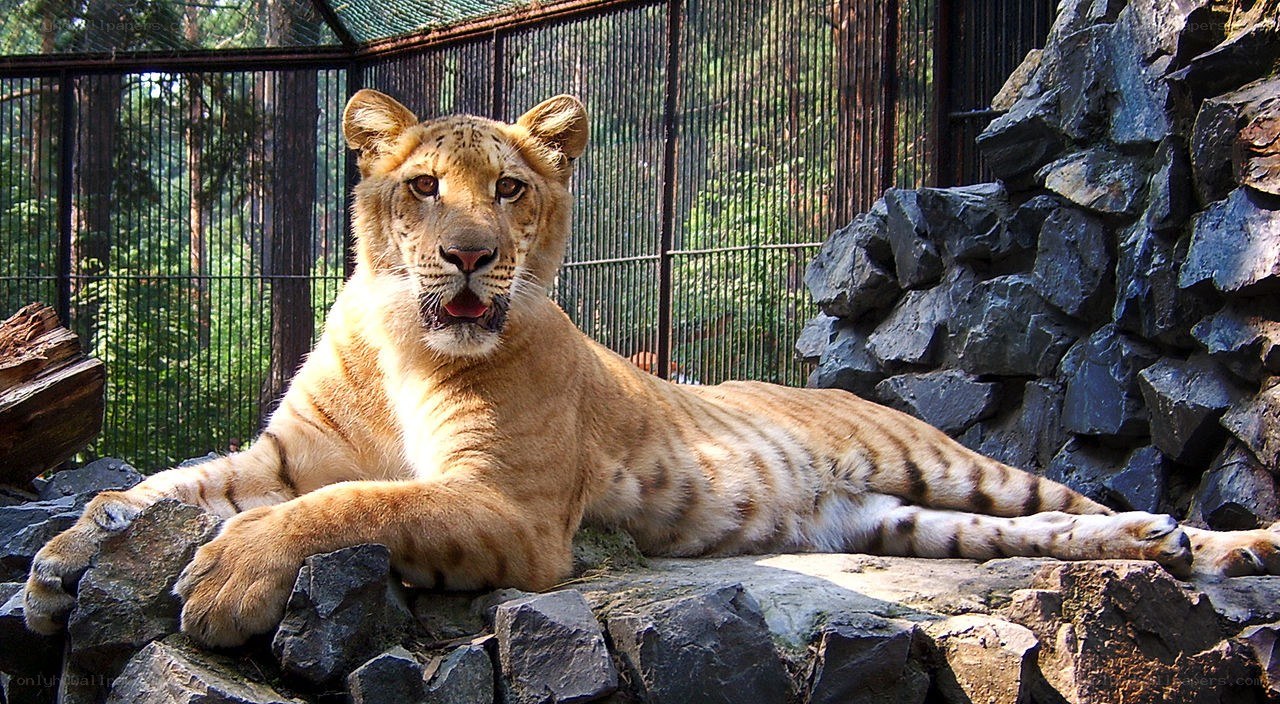 Lioness resting in enclosure