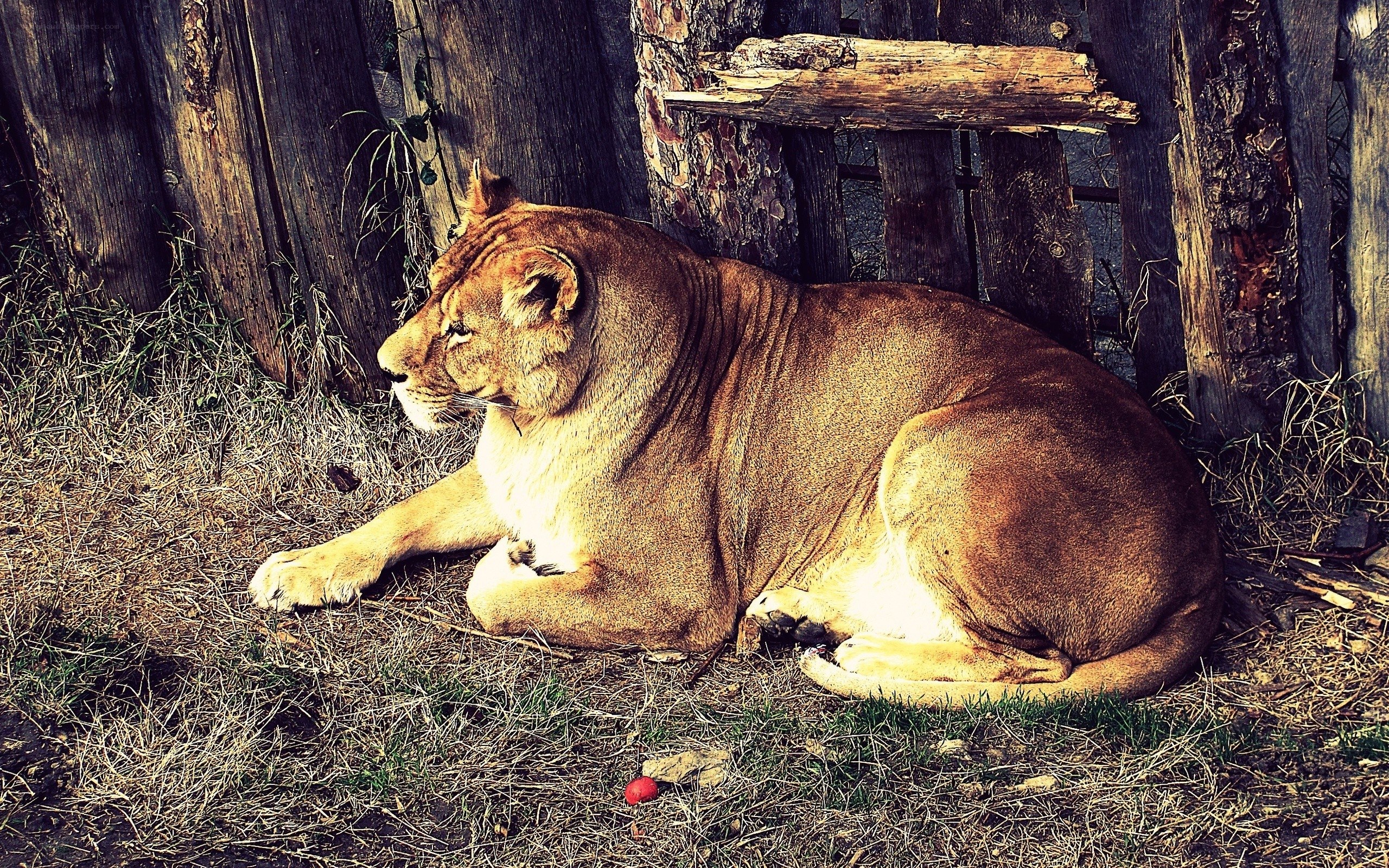 Lioness resting in enclosure