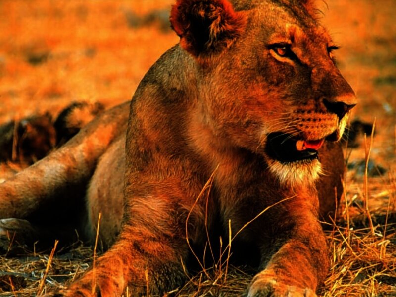 Lioness resting in golden light
