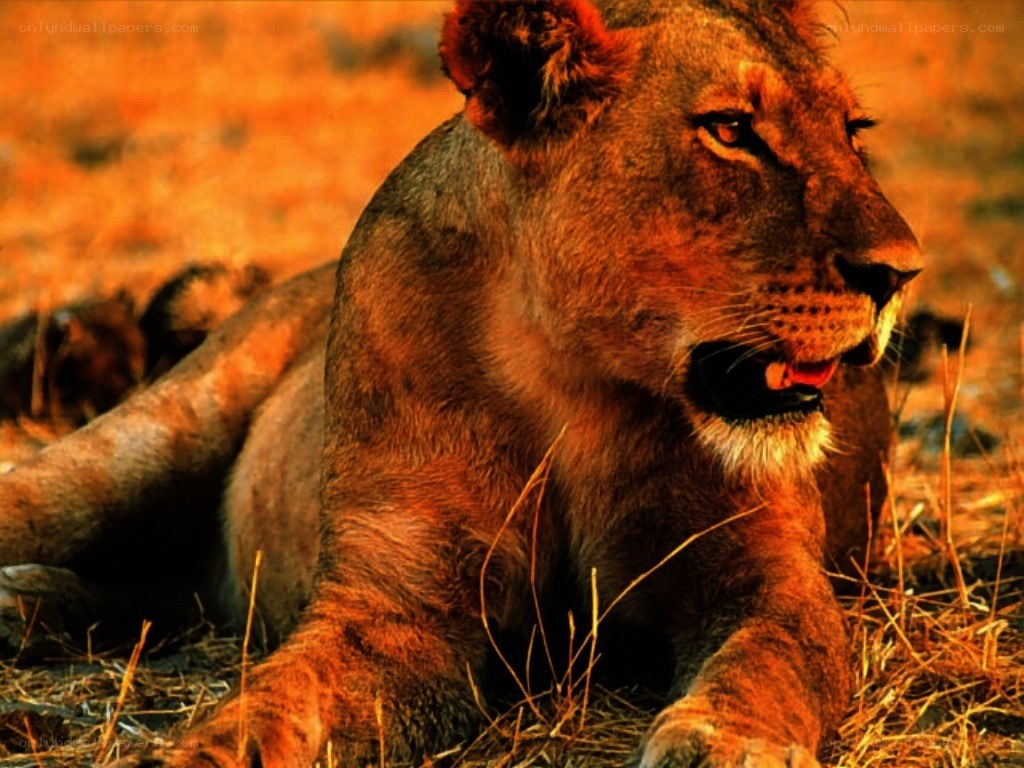 Lioness resting in golden light