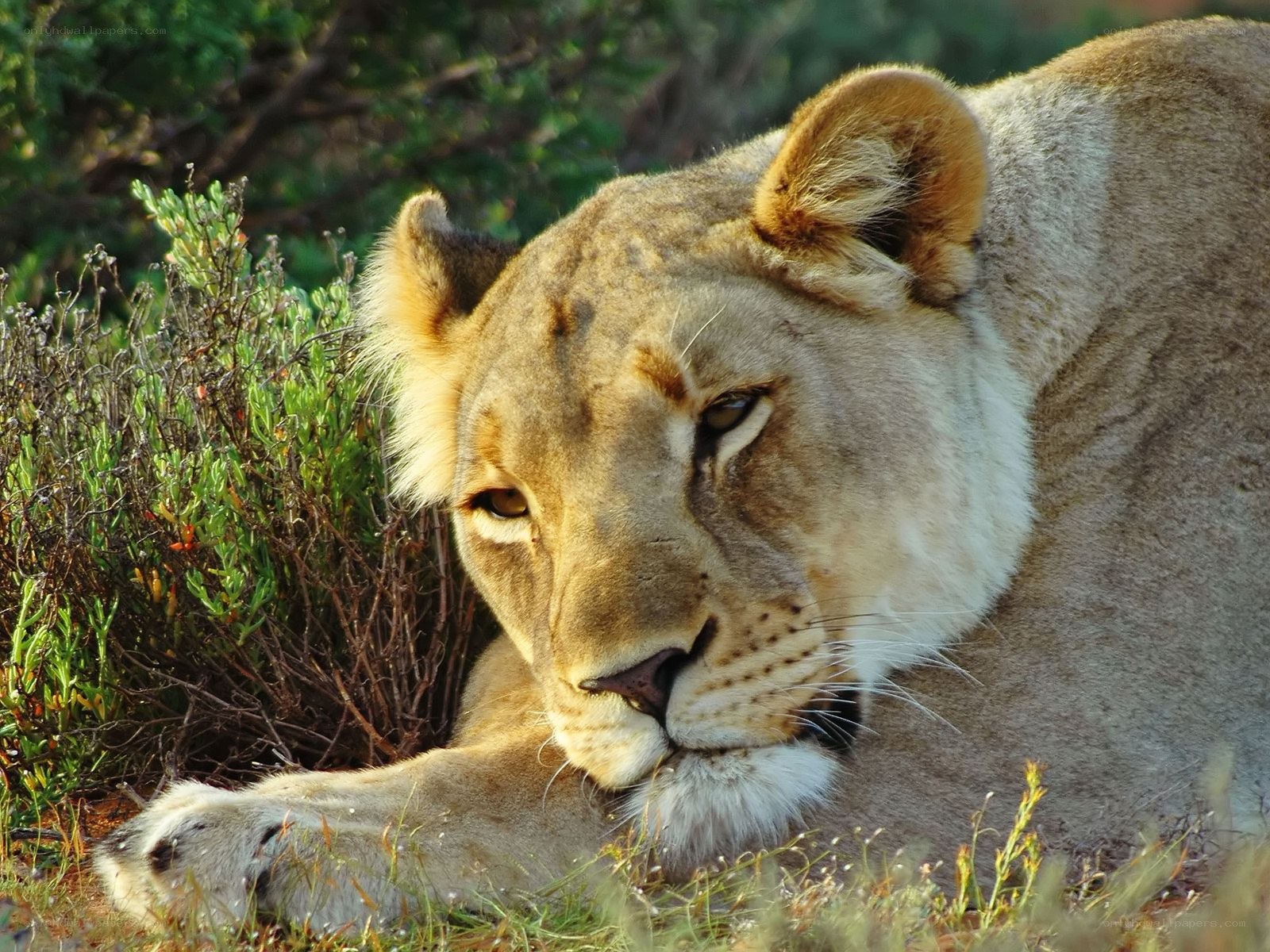 Lioness resting in grass