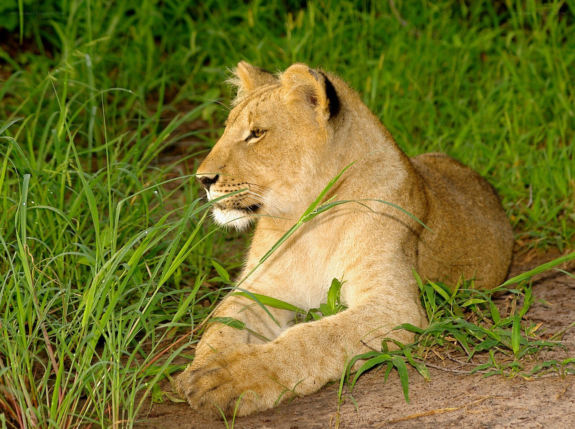 lioness resting in grass