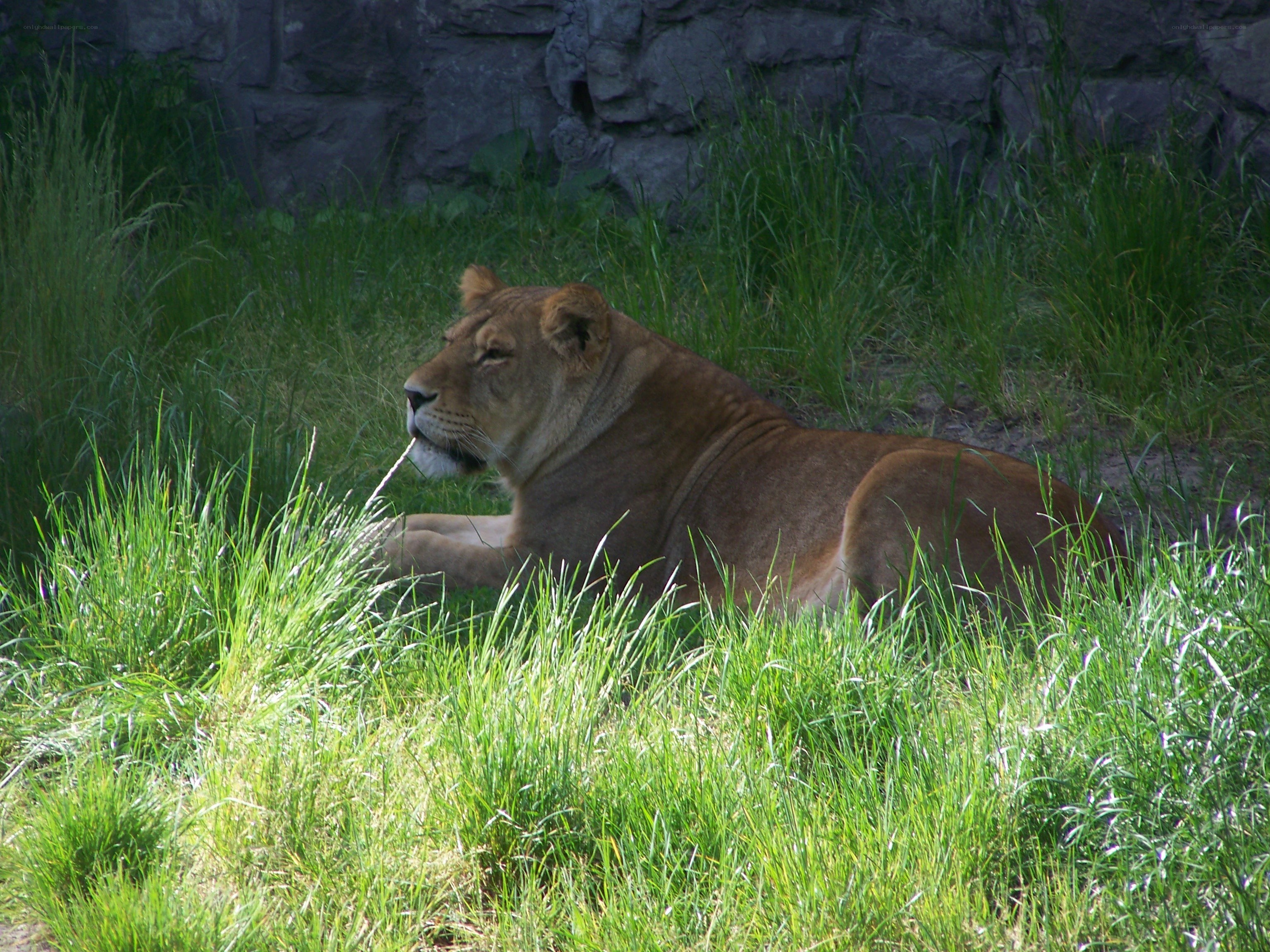 Lioness resting in grass