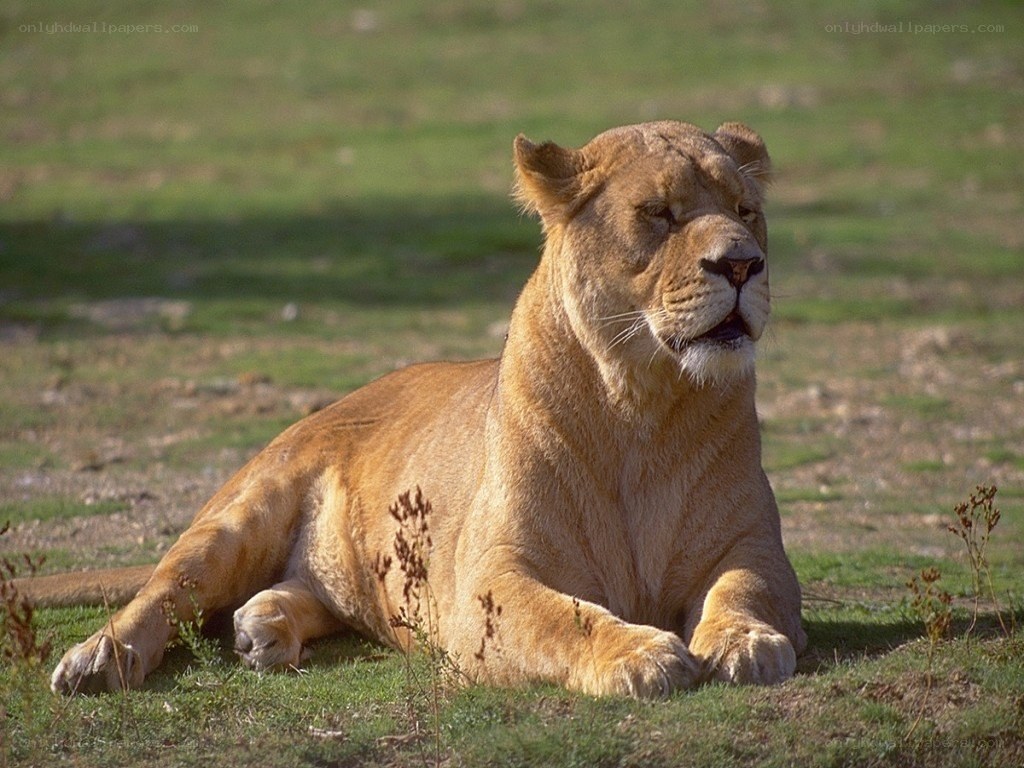 Lioness resting in grass