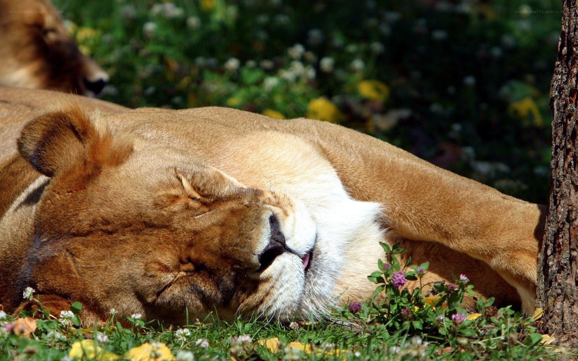Lioness resting in grass