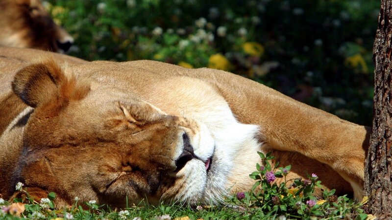 Lioness resting in grass