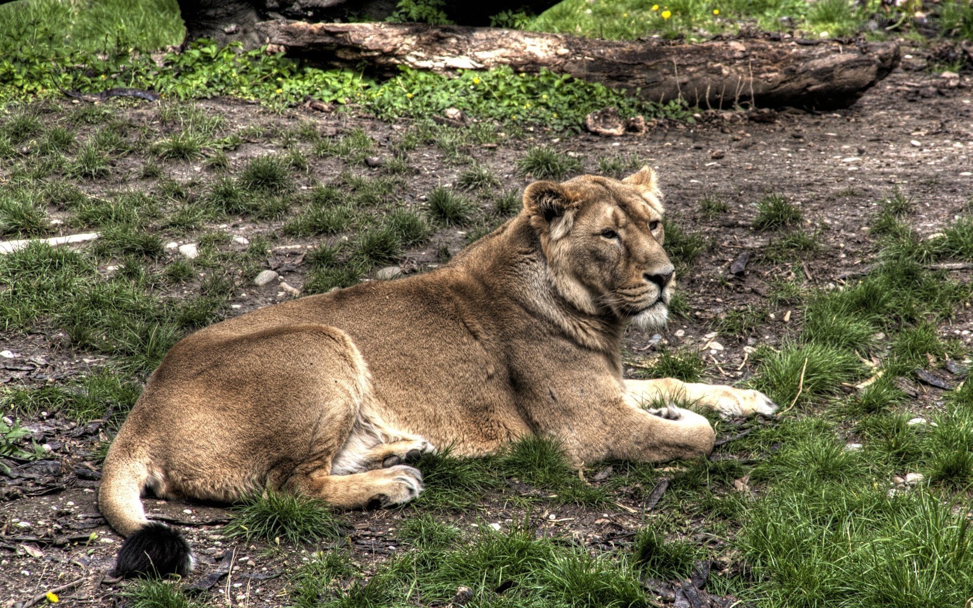lioness resting in grass
