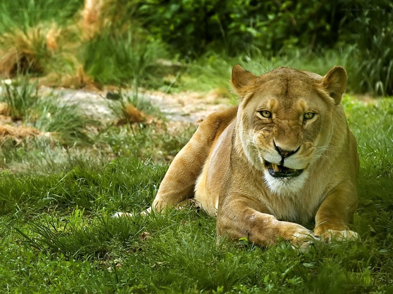 Lioness resting in grass