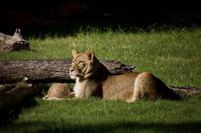 Lioness Resting in Grass — Green