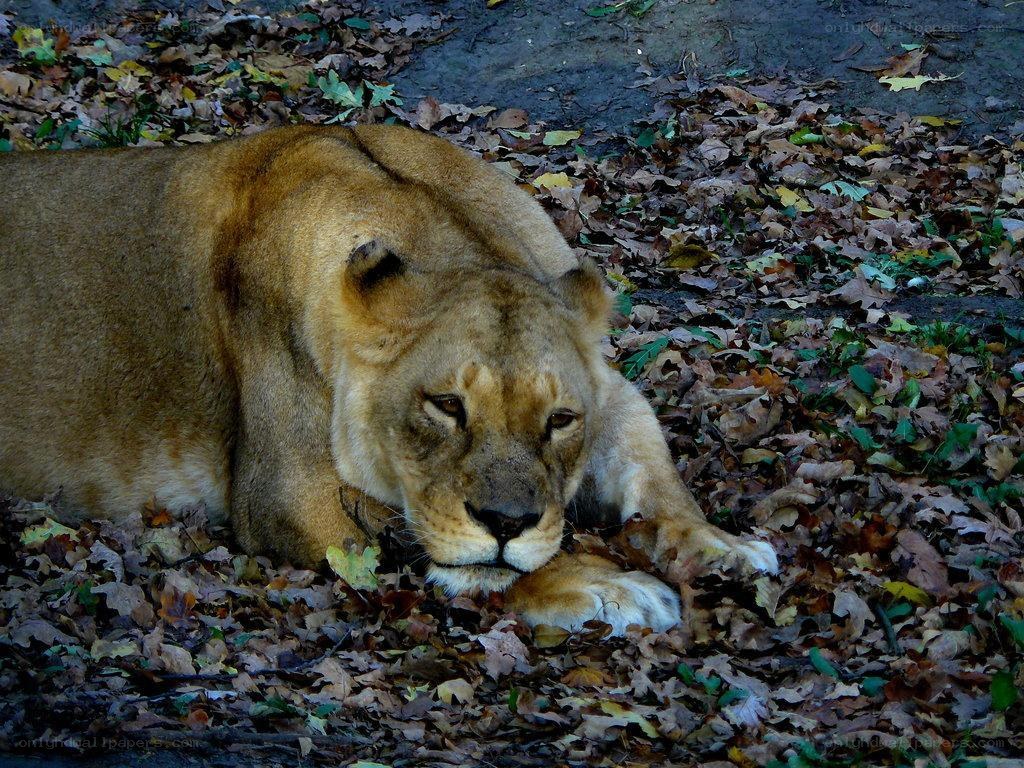 lioness resting in leaves
