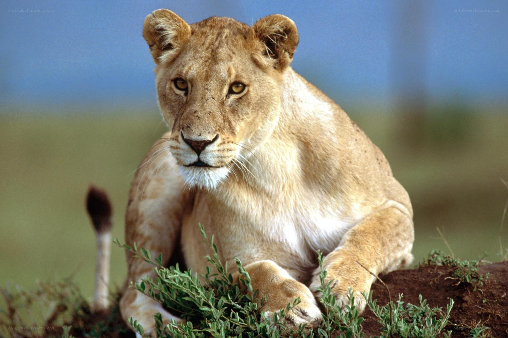 Lioness resting in savanna