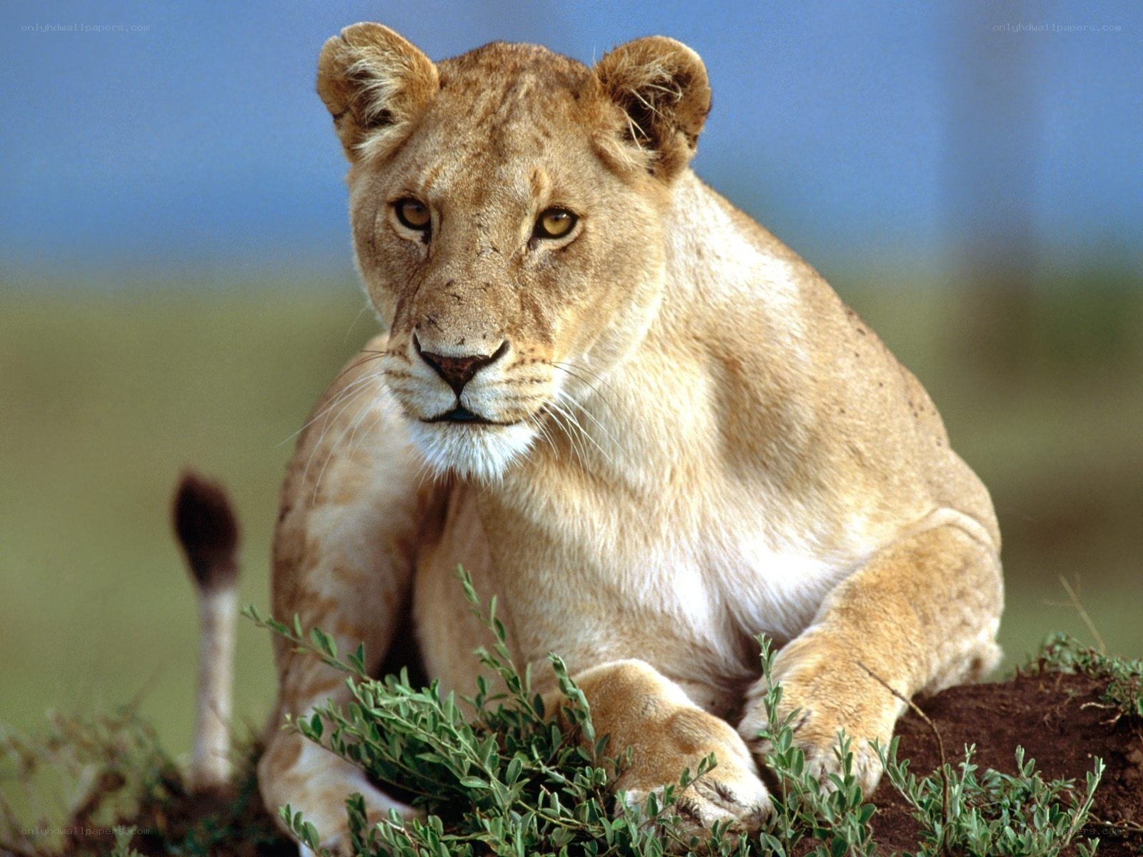 Lioness resting in savanna
