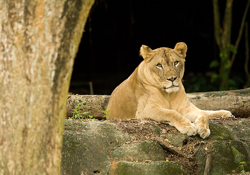 lioness resting in shade