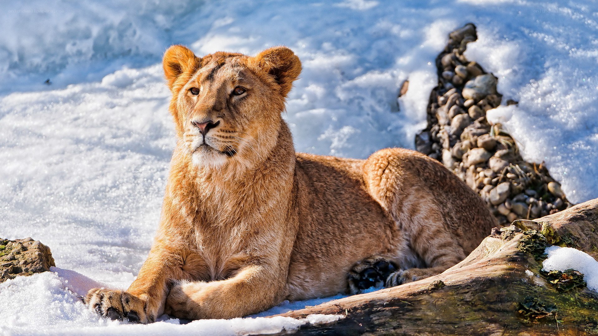 Lioness resting in snow