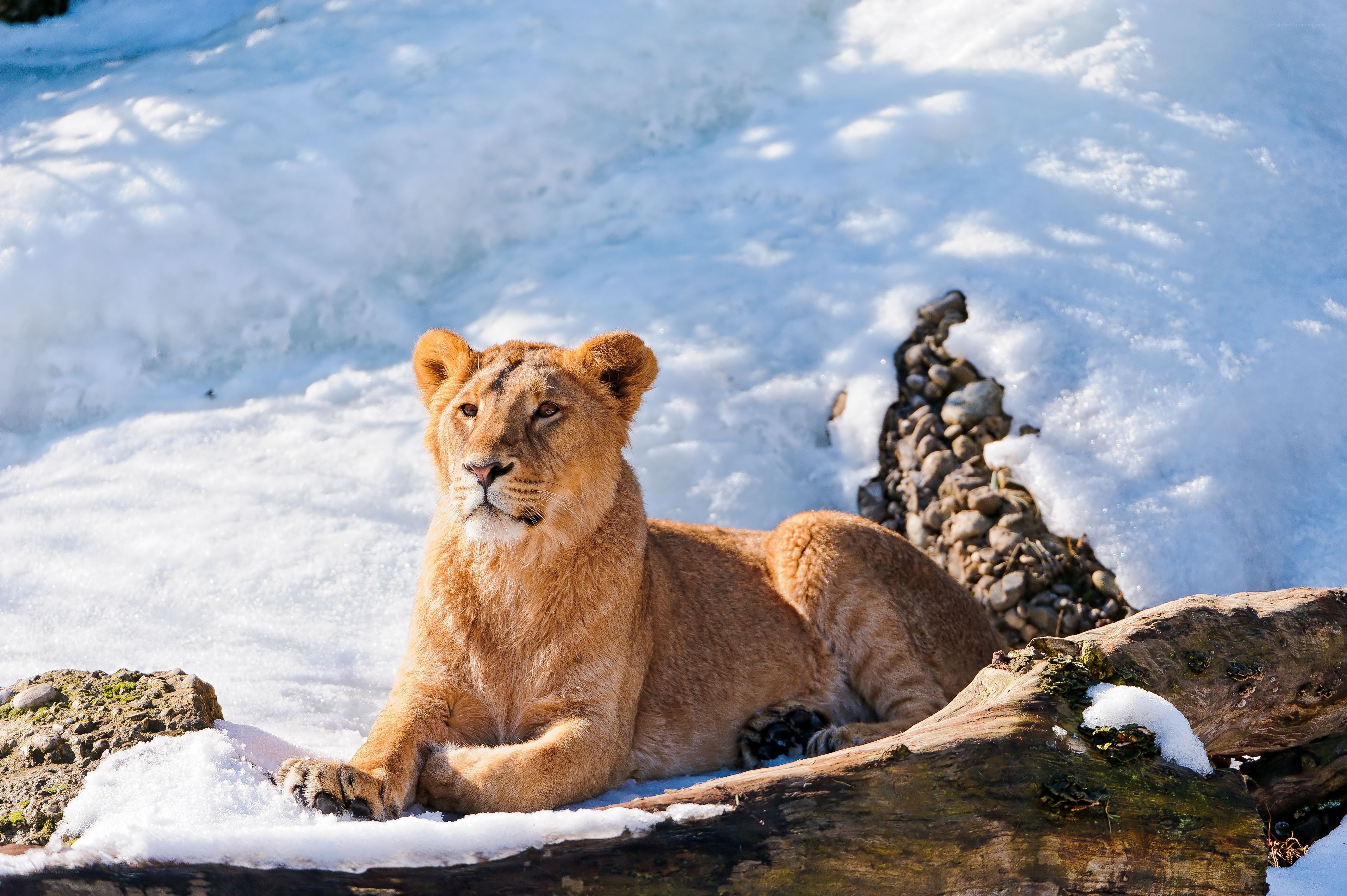 Lioness resting in snow