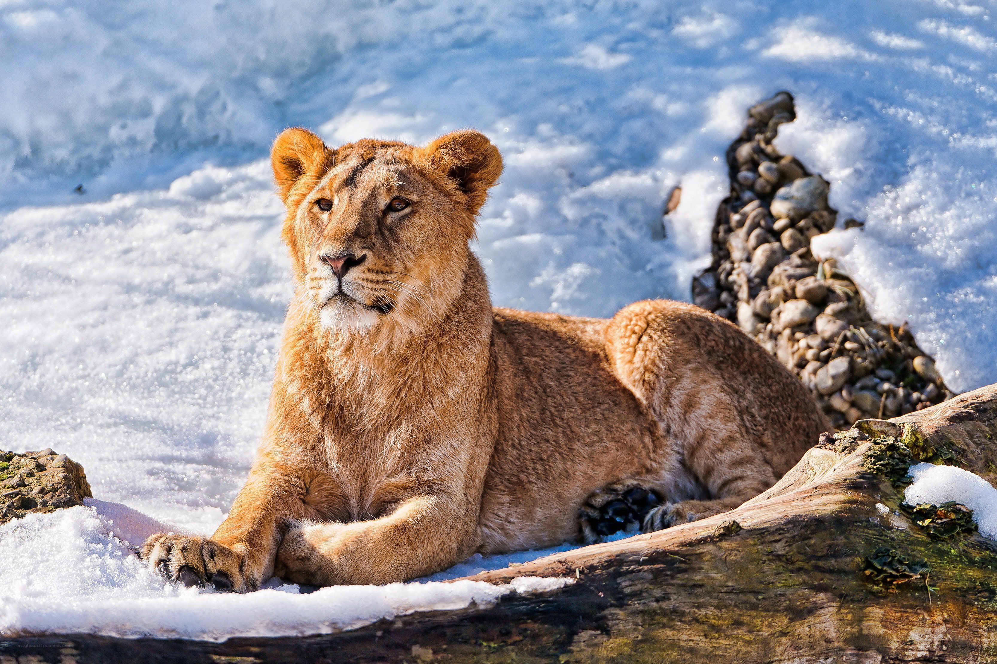 Lioness resting in snow