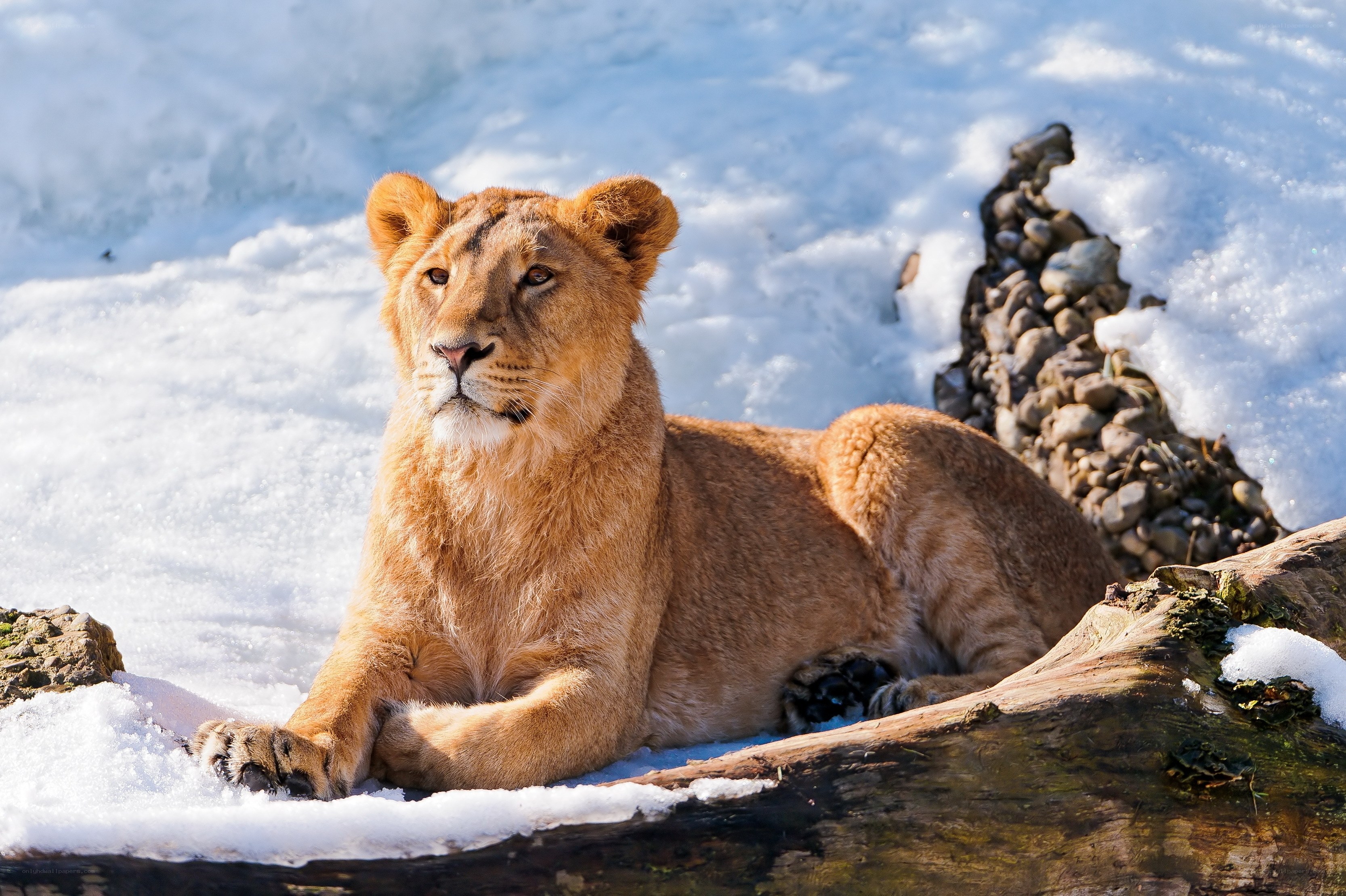 Lioness resting in snow