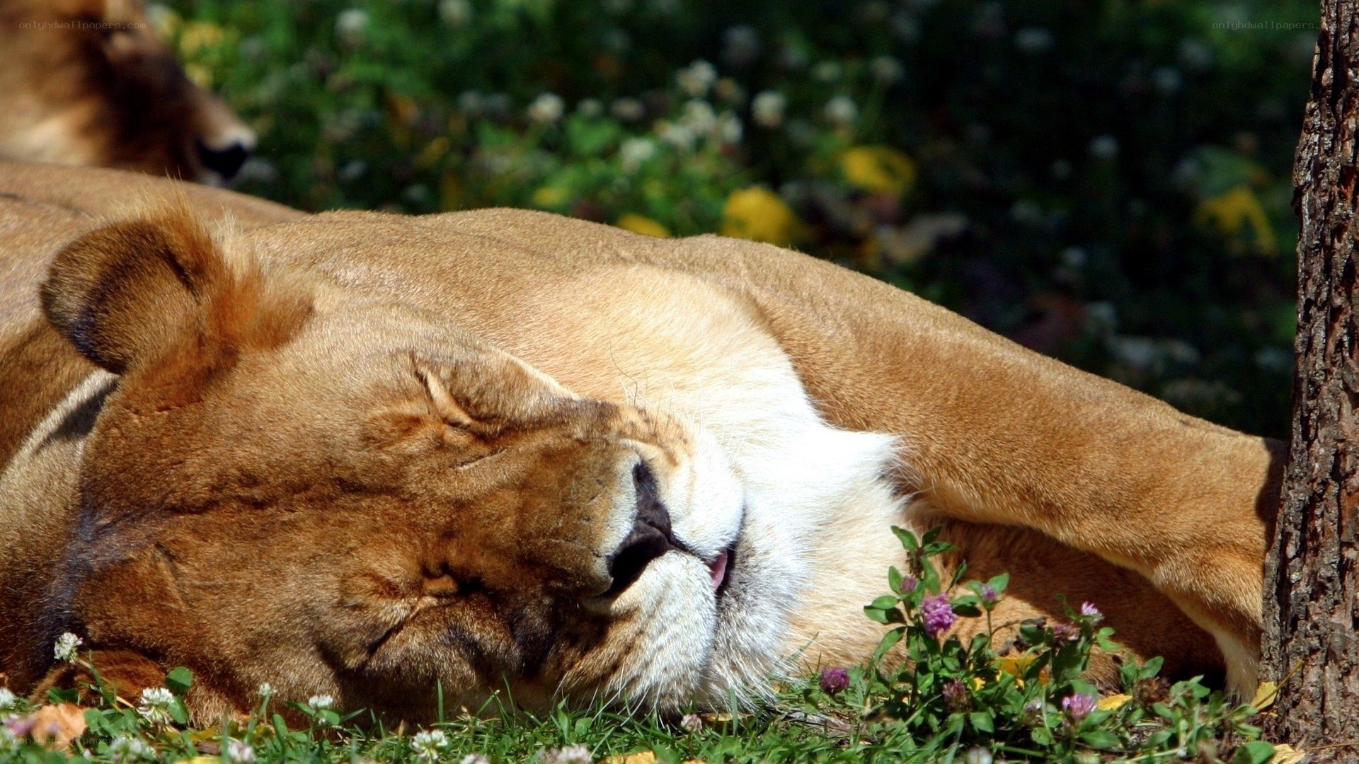 Lioness resting in sun