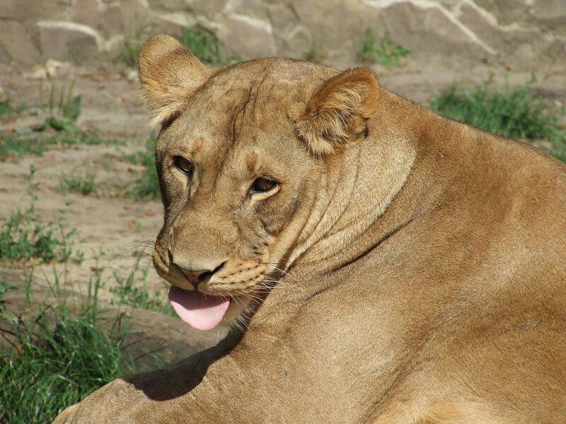 lioness resting in sunlight