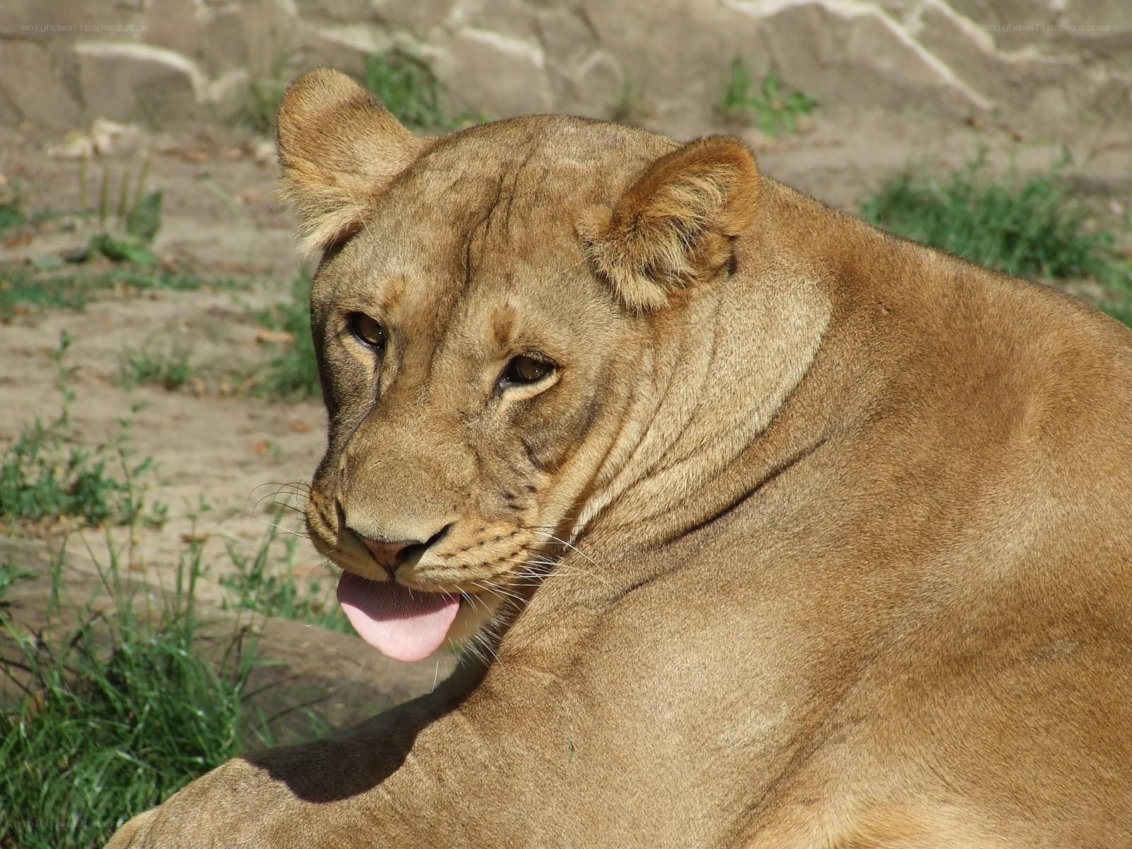 lioness resting in sunlight