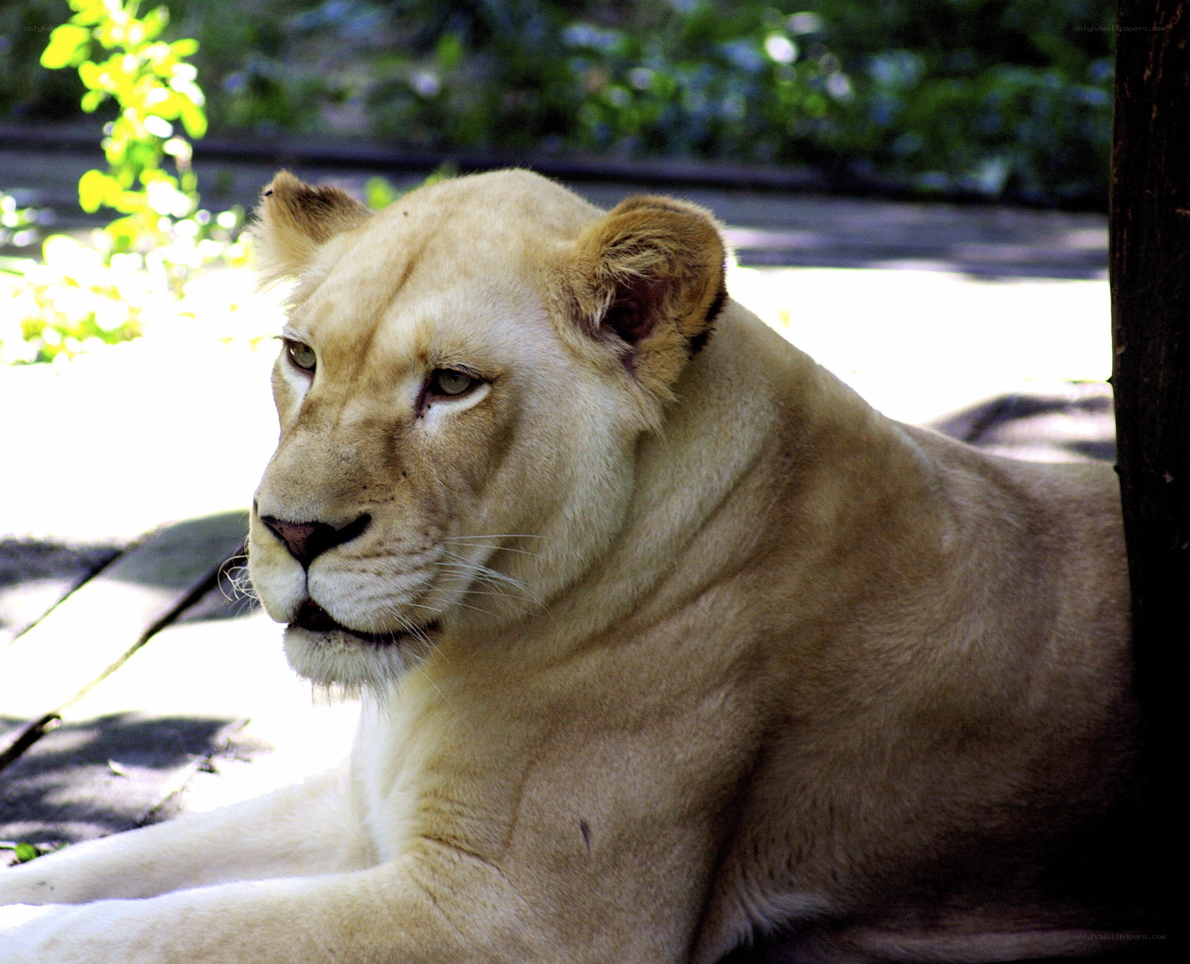 lioness resting in sunlight