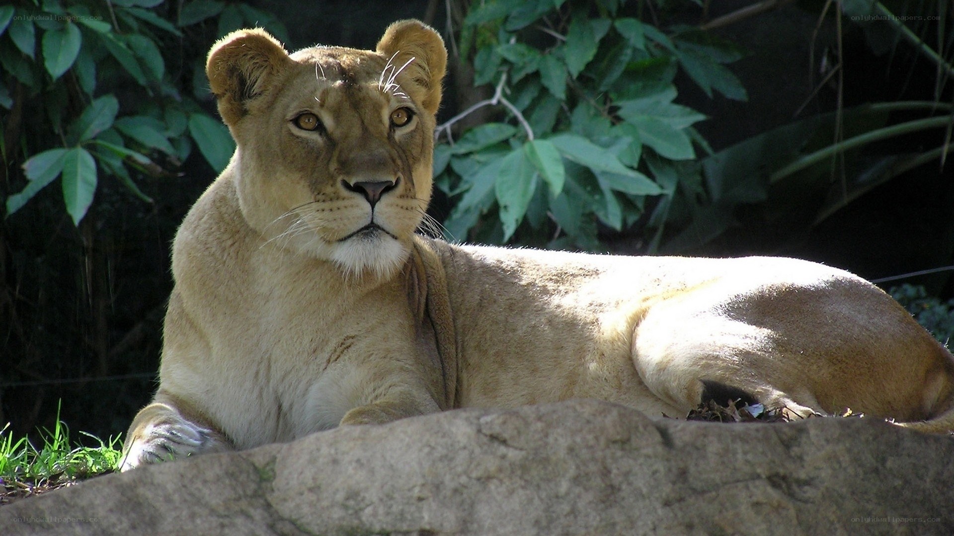 Lioness resting in sunlight