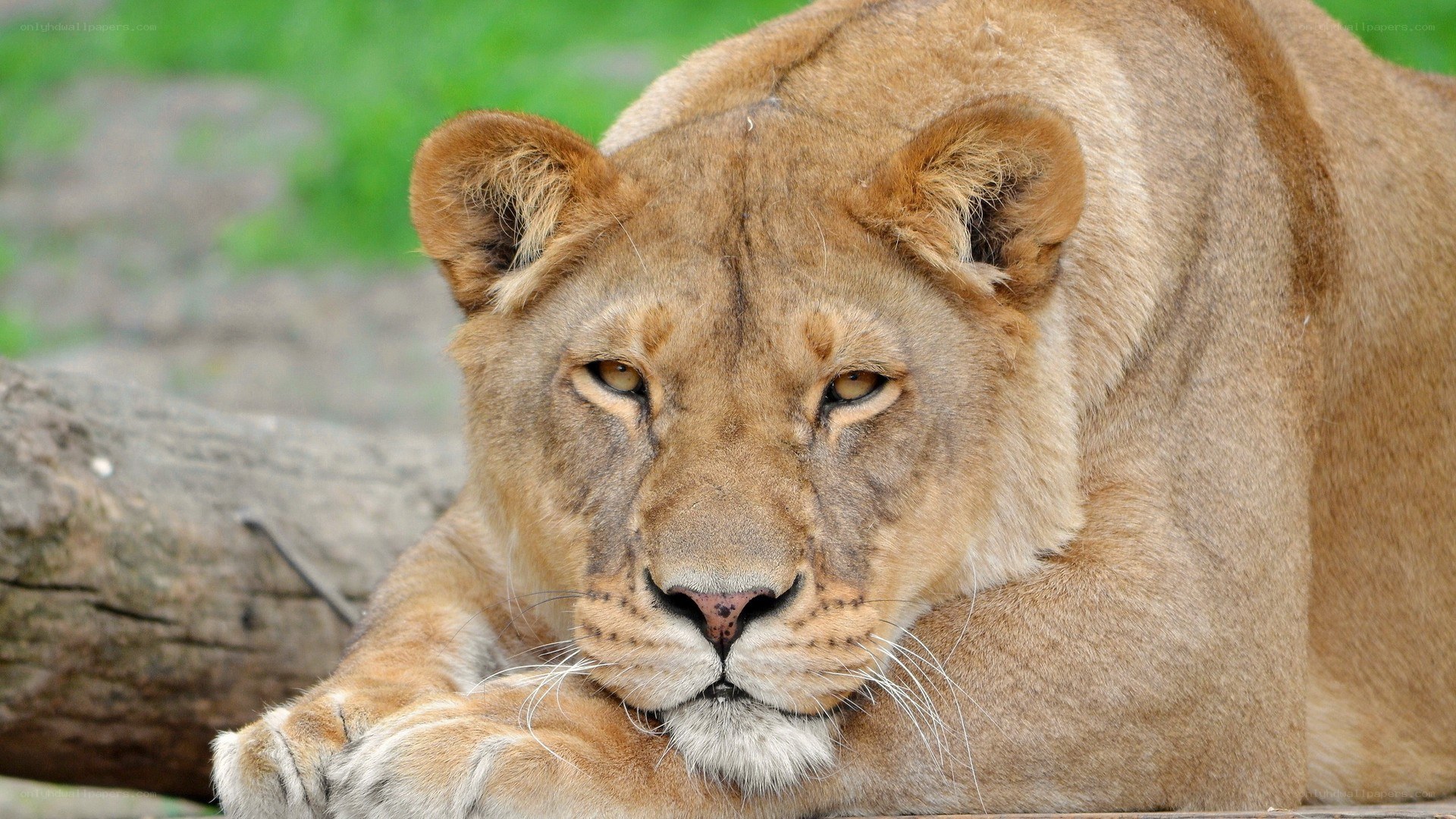 lioness resting in the sun