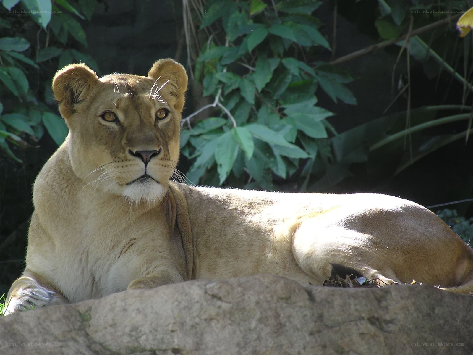 Lioness resting in the sun