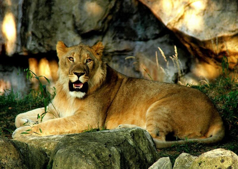 Lioness resting in the sun