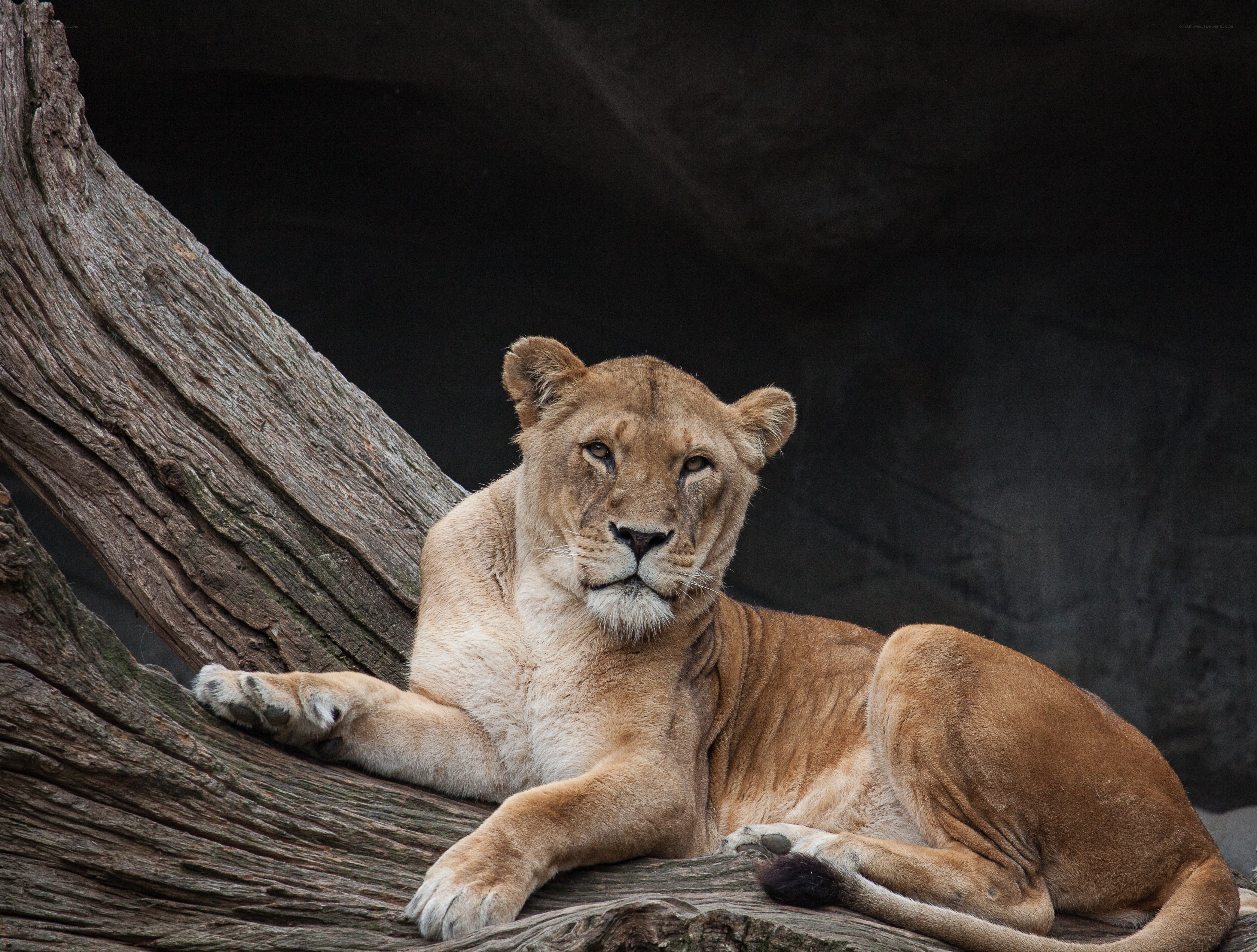Lioness resting on a log