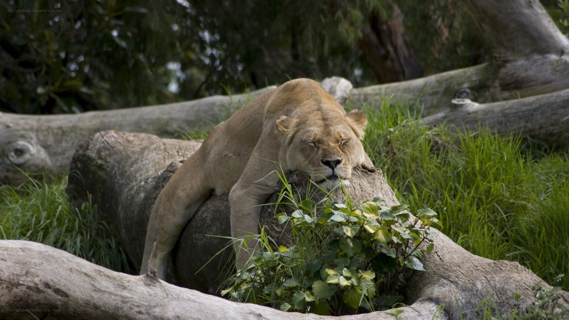 Lioness resting on a log