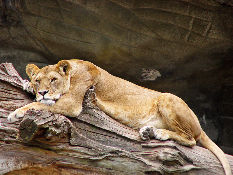 Lioness resting on a log